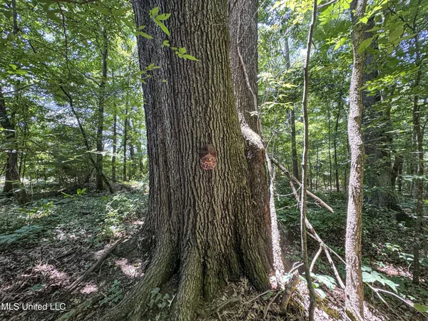 $224,000 | 45 Highway 45, Rienzi, MS 38865