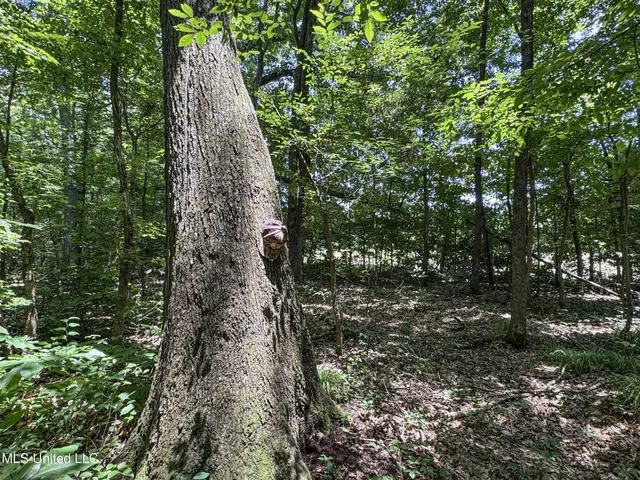 $245,700 | 45 Highway 45, Rienzi, MS 38865