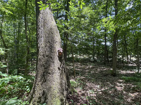 $224,000 | 45 Highway 45, Rienzi, MS 38865