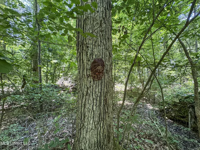 $245,700 | 45 Highway 45, Rienzi, MS 38865