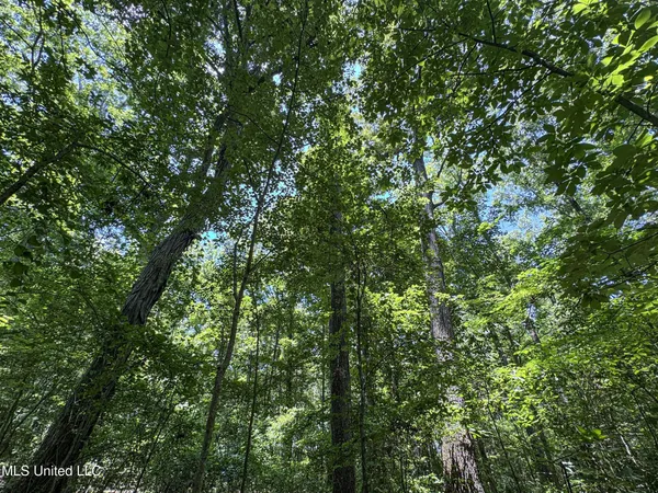 $224,000 | 45 Highway 45, Rienzi, MS 38865