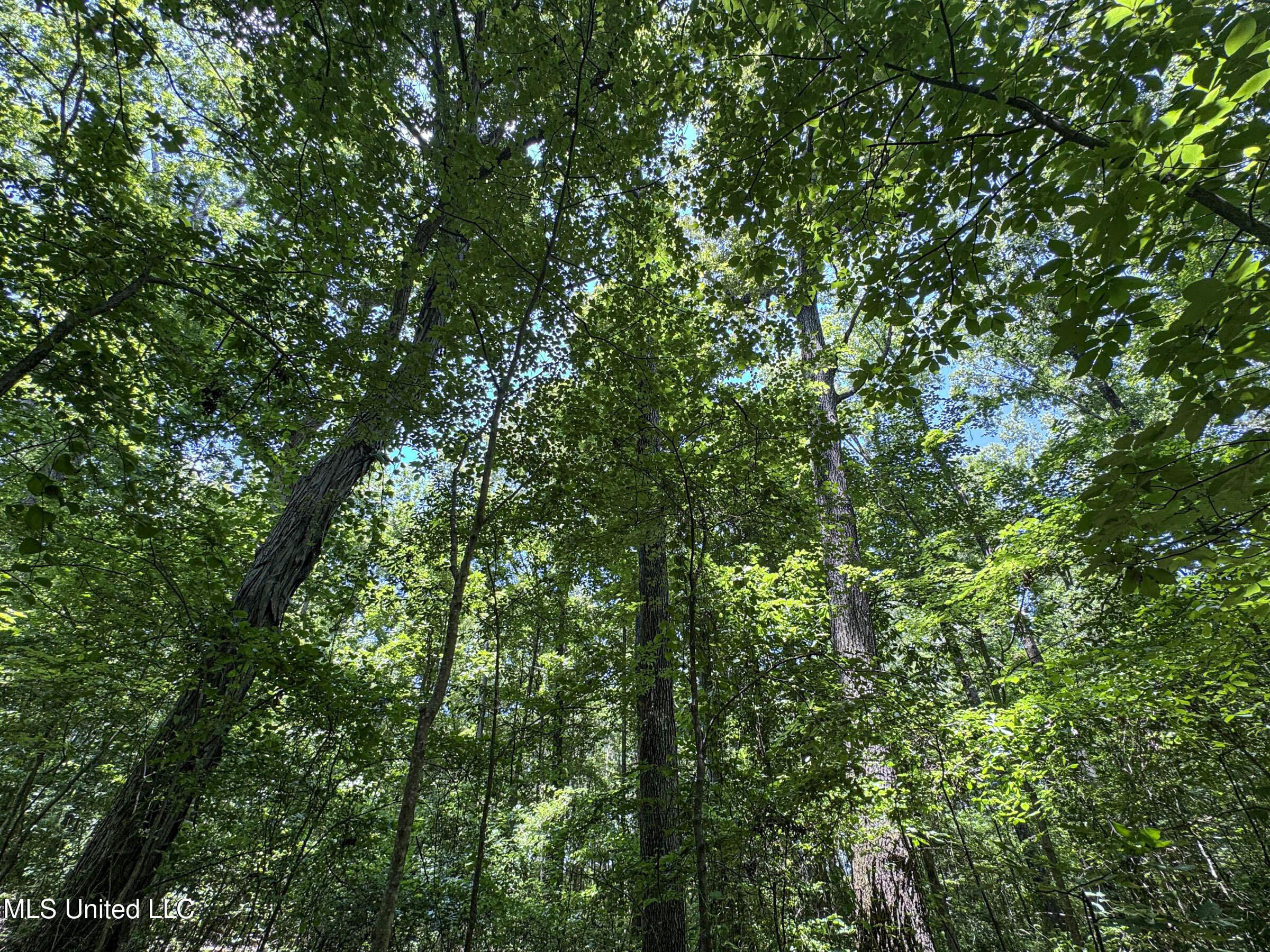 45 Highway 45 Rienzi, MS 38865 - Photo 66 of 67 4tmsnprts33