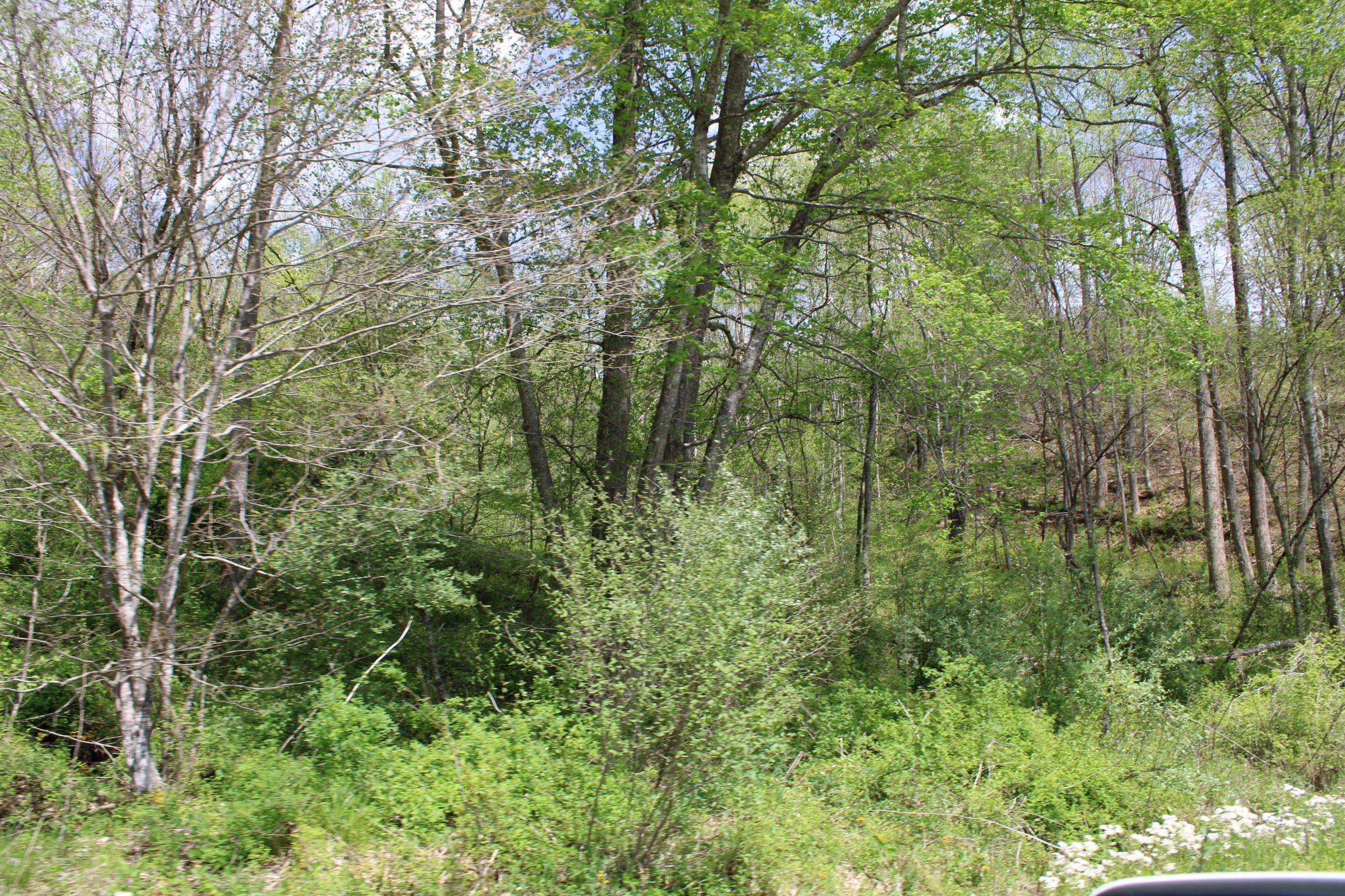 9999 Upper Rader Road Manchester, KY 40962 - Photo 11 of 37 IMG_0788