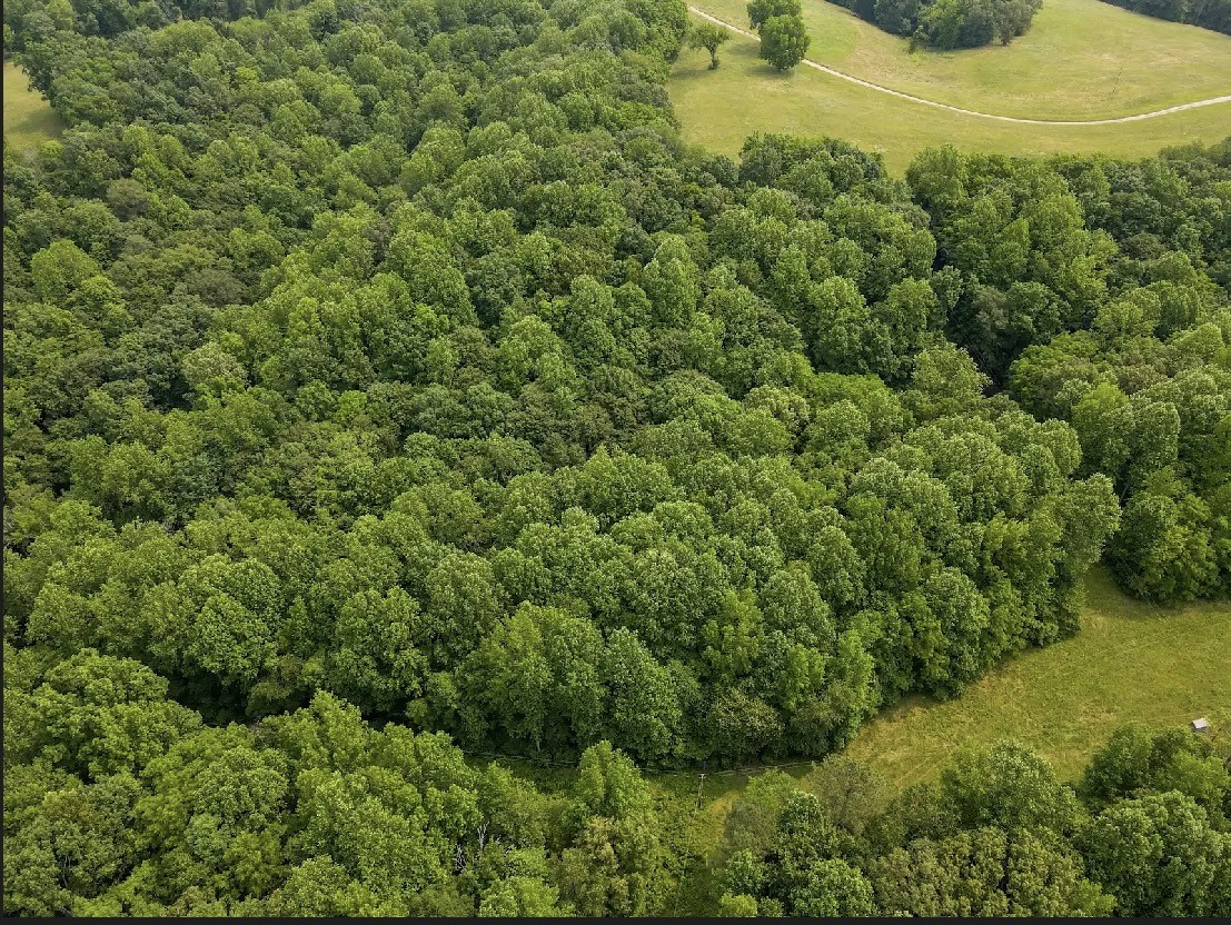 0 Pleasant Ridge Road Huntland, TN 37345 - Photo 12 of 20 a view of a field of grass and trees