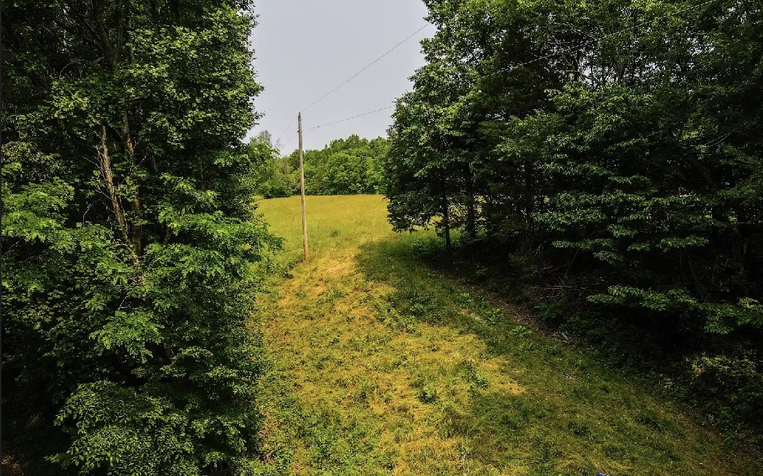 0 Pleasant Ridge Road Huntland, TN 37345 - Photo 16 of 20 a view of a yard with plants and large trees