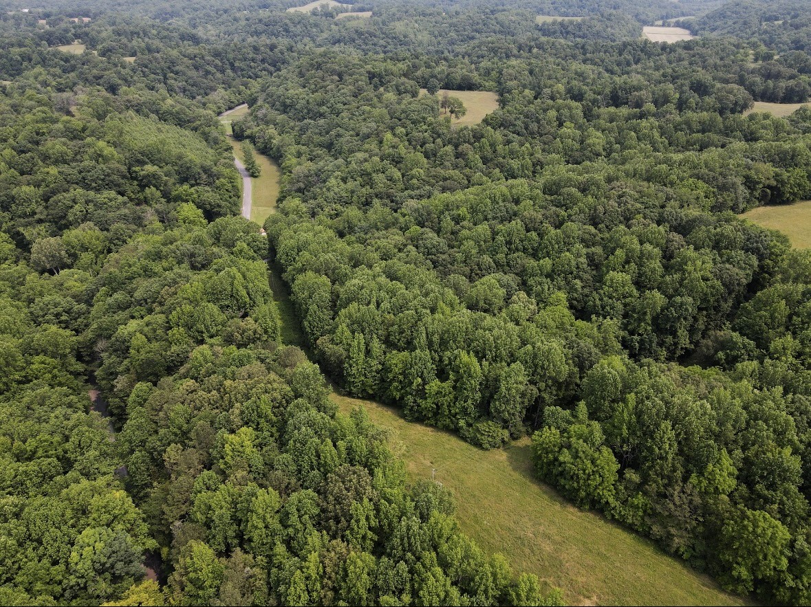 0 Pleasant Ridge Road Huntland, TN 37345 - Photo 20 of 20 a view of a forest with a street