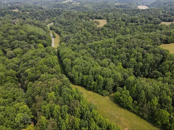 a view of a forest with a street