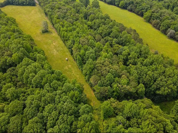 a view of a large body of water with a large tree