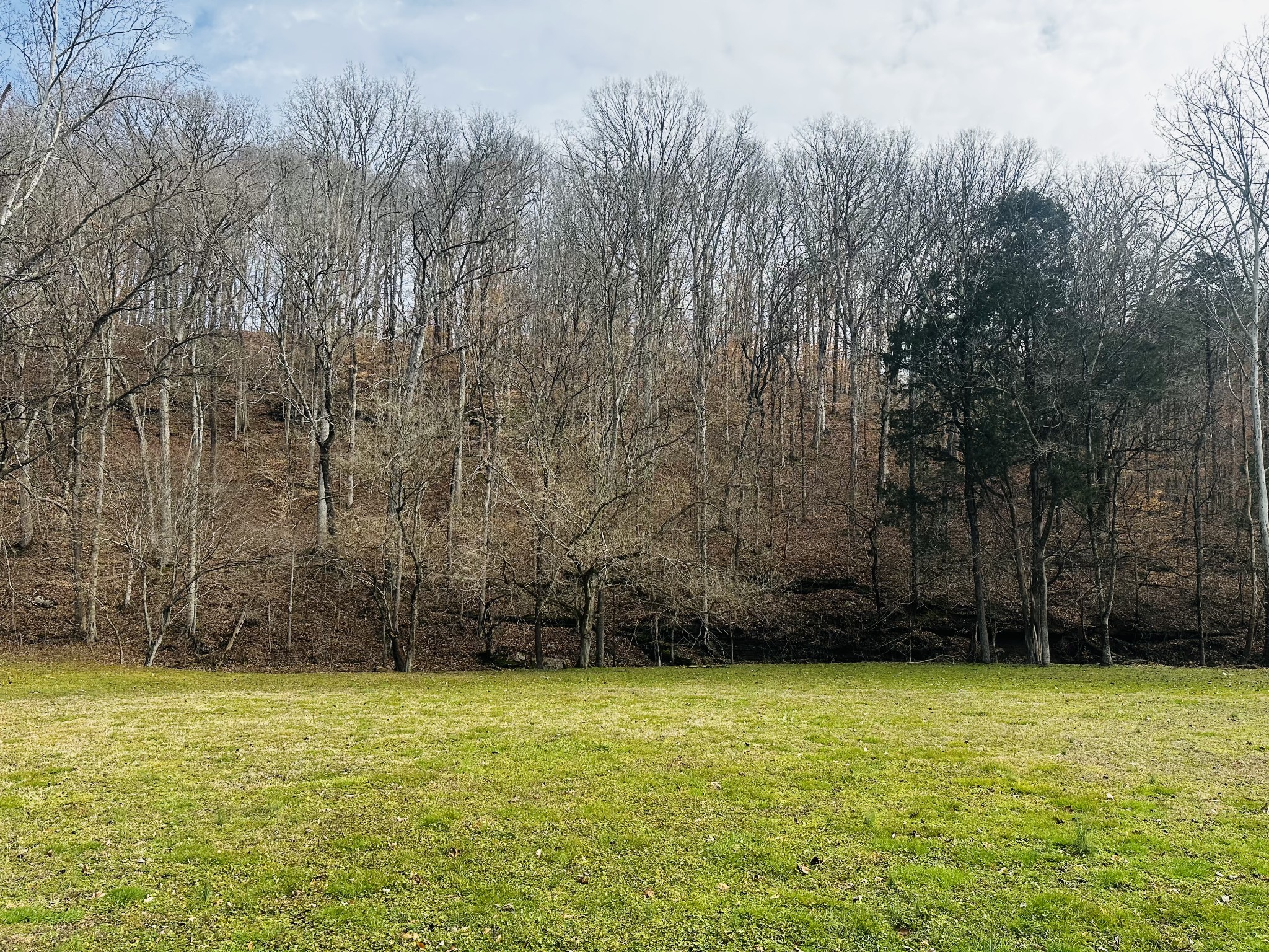 0 Pleasant Ridge Road Huntland, TN 37345 - Photo 10 of 20 a view of a yard