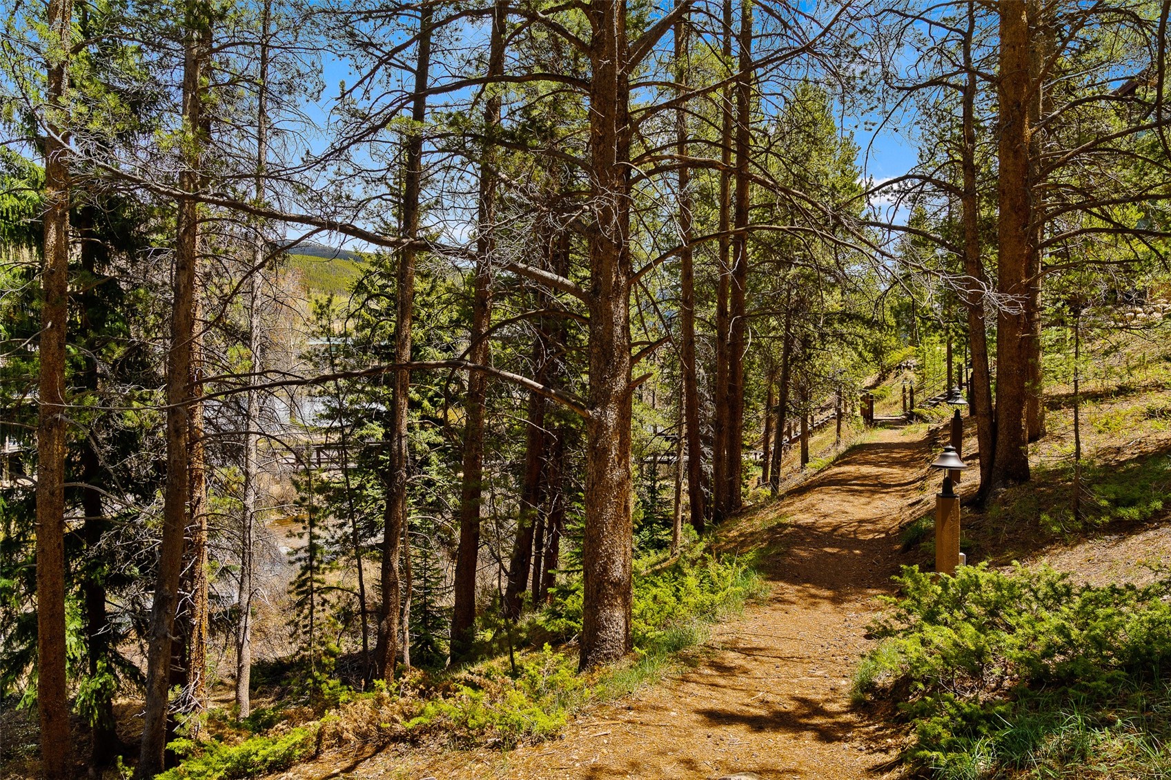 57 Lake Ridge Circle, Unit 1848 Keystone, CO 80435 - Photo 38 of 49 a view of a yard covered with trees