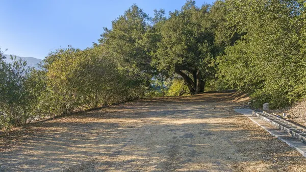 a view of road next to a large trees