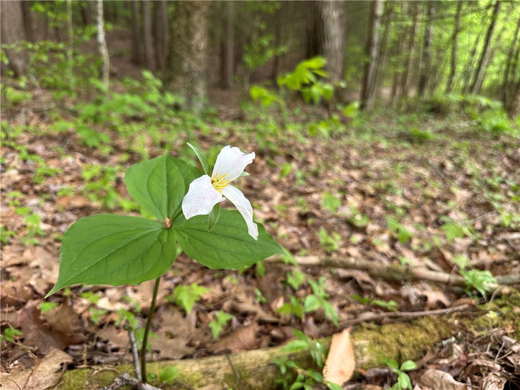 Vl Lot 1 Hardscrabble Road Addison, NY 14801 - Photo 15 of 46