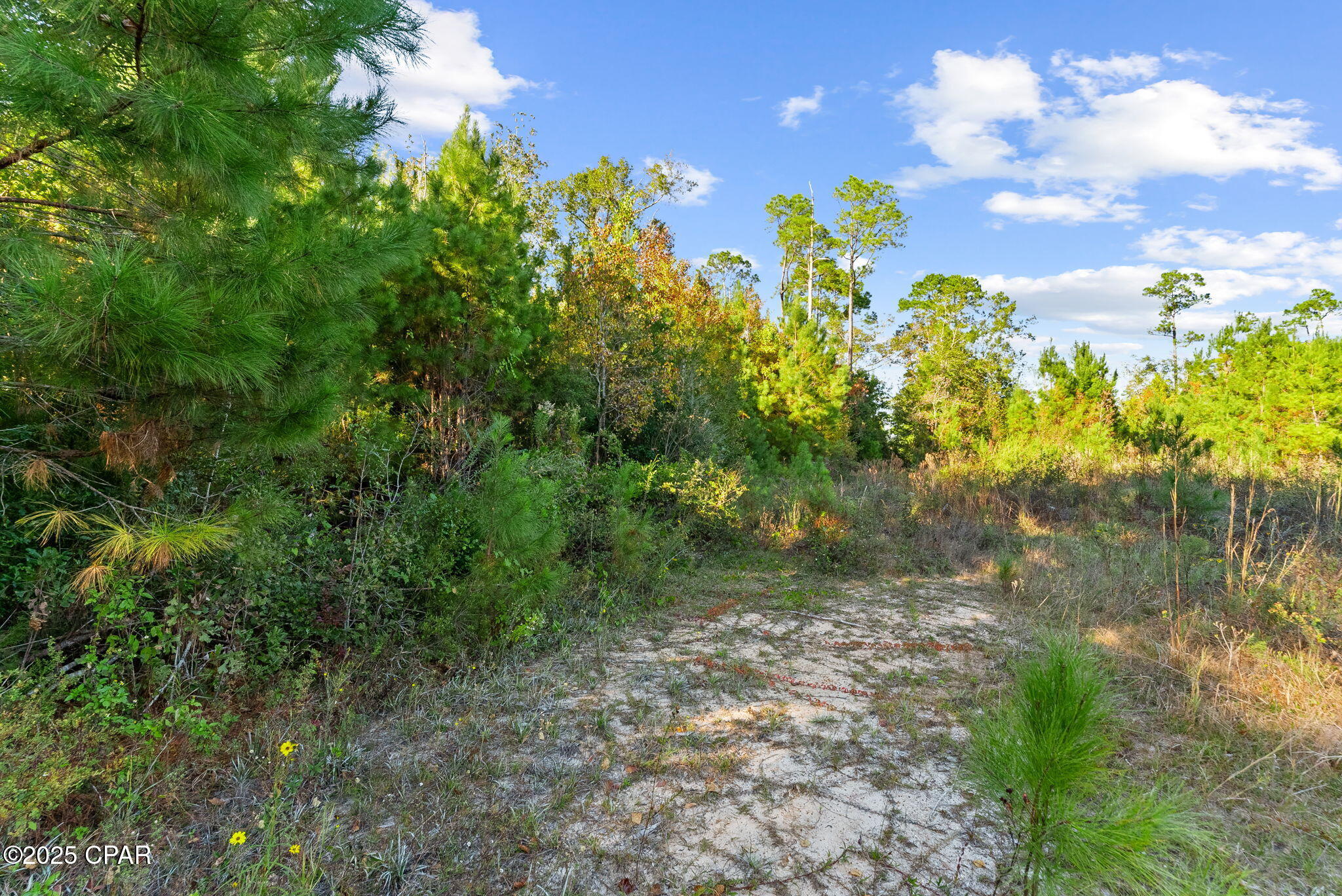 115 Pear Street Wewahitchka, FL 32465 - Photo 22 of 23