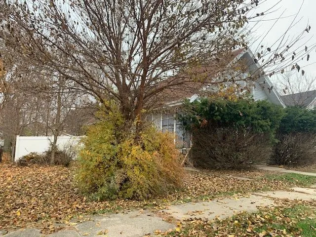 a view of a yard with a tree