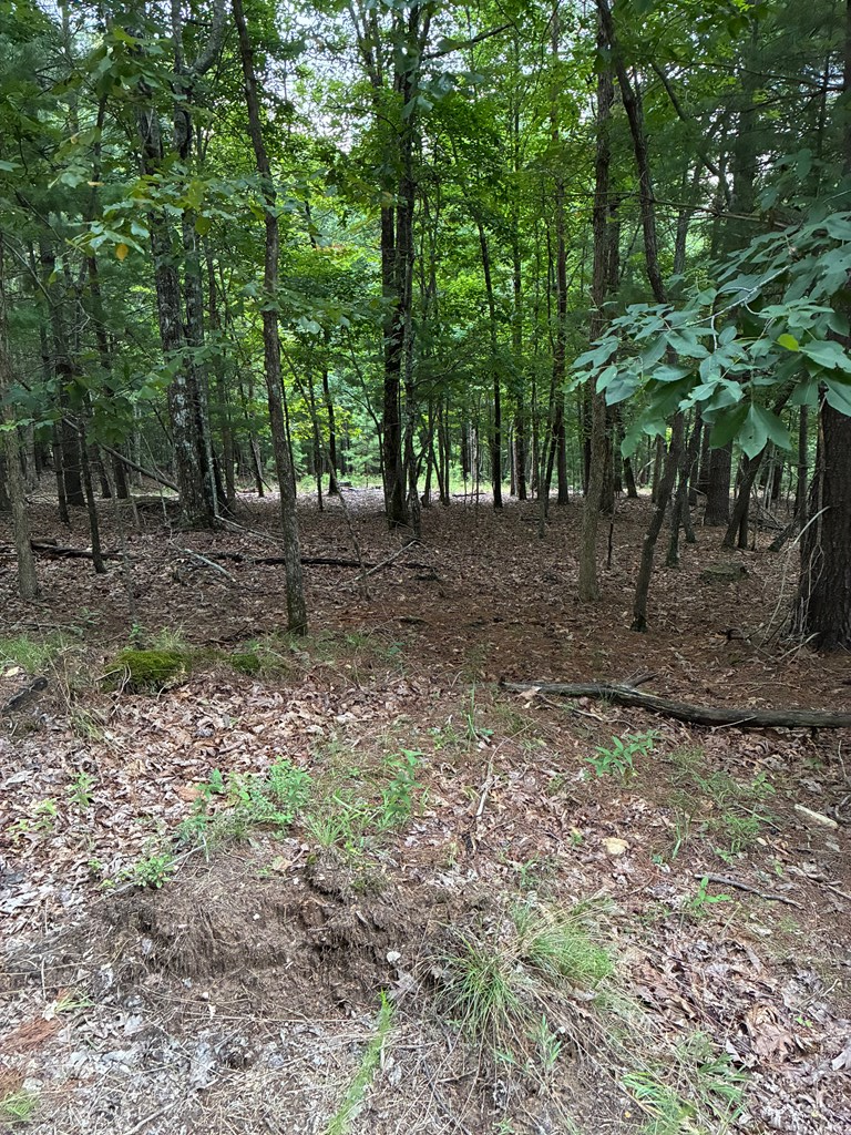 50 Pickelsimer Road Morganton, GA 30560 - Photo 6 of 14 a view of a yard with trees