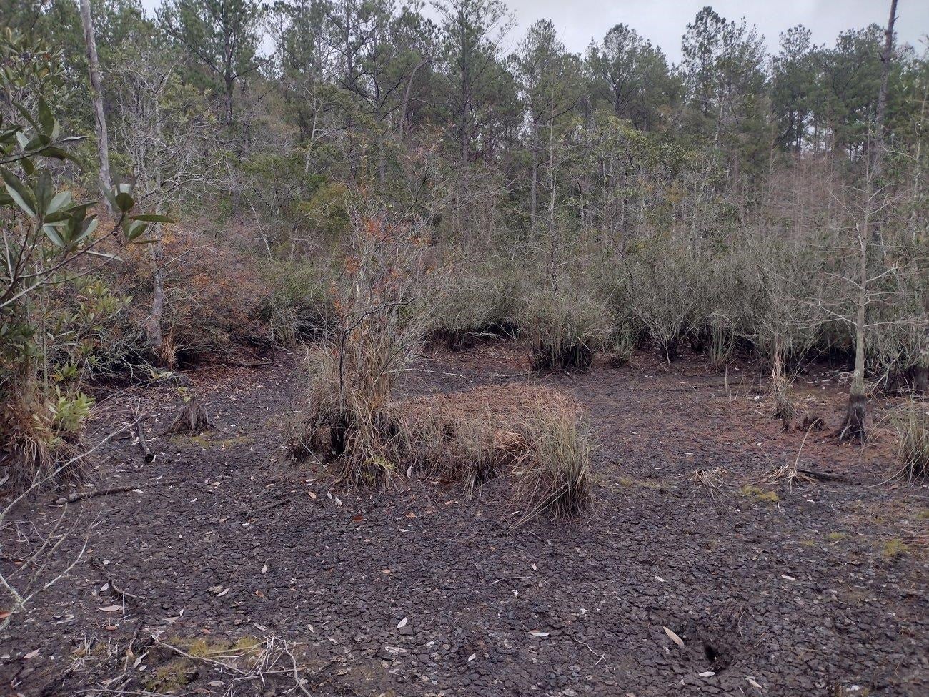 11 Mobley Creek Road Andalusia, AL 36421 - Photo 16 of 23 Gallery Image 16