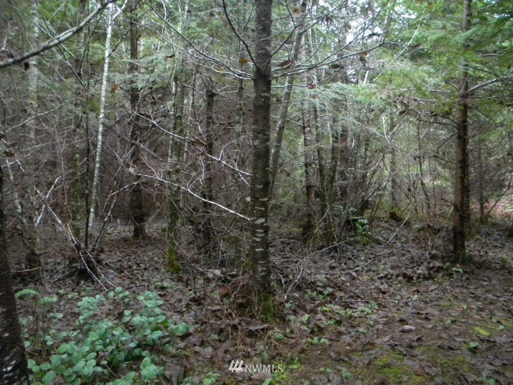 -xx Xx Labarre Road Chehalis, WA 98532 - Photo 3 of 3