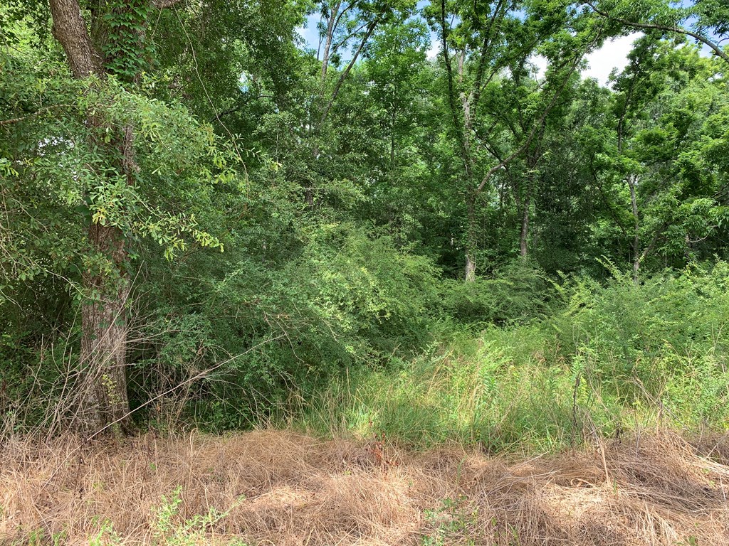 0 Corinth Road Slocomb, AL 36375 - Photo 5 of 11