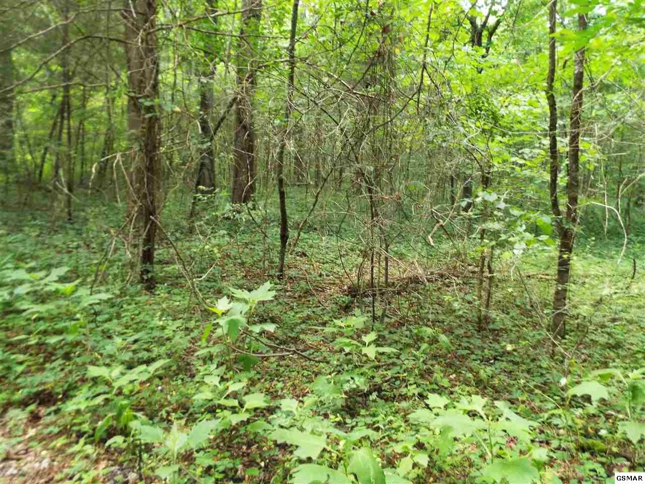 24262432 Dairy Road Cosby, TN 37722 - Photo 9 of 11 Gallery Image 9