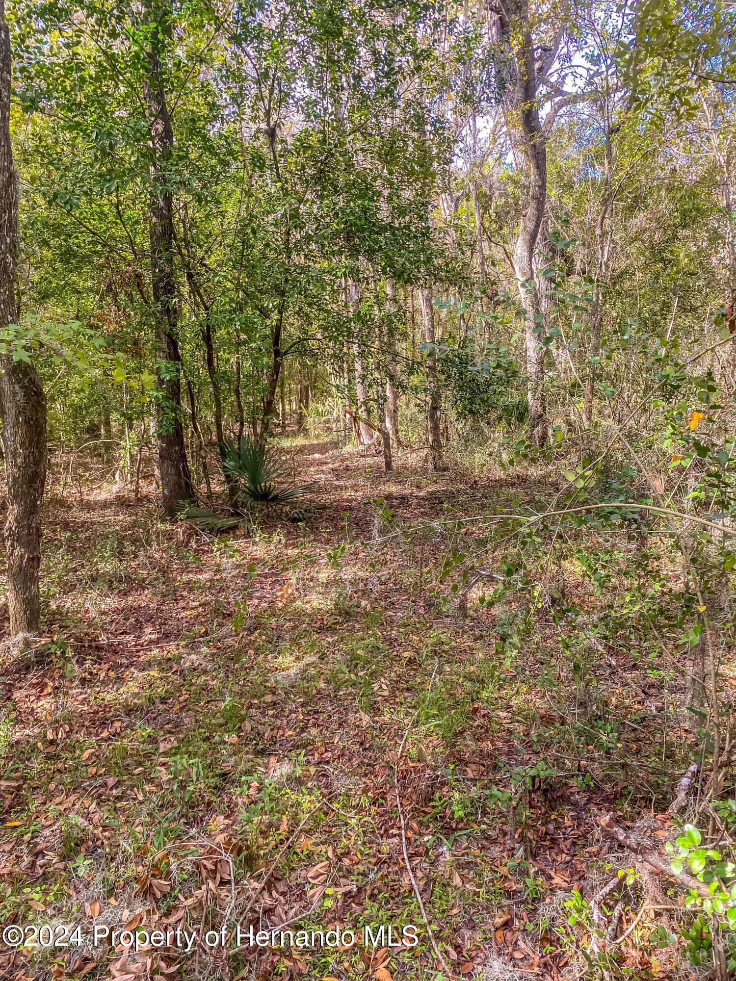 0 Citrus Way Brooksville, FL 34614 - Photo 11 of 19 a view of a yard with a tree
