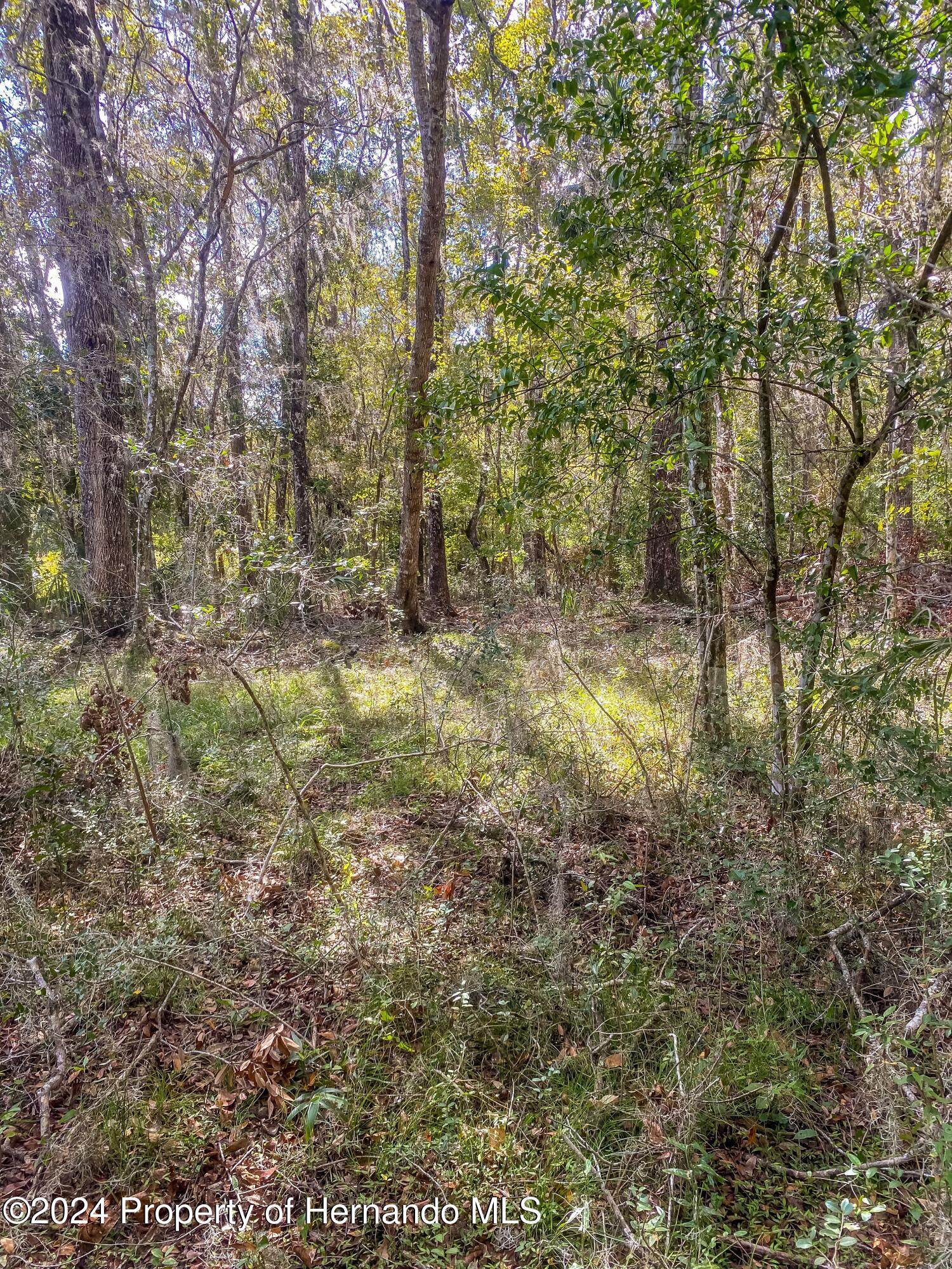 0 Citrus Way Brooksville, FL 34614 - Photo 12 of 19 a view of a yard with trees