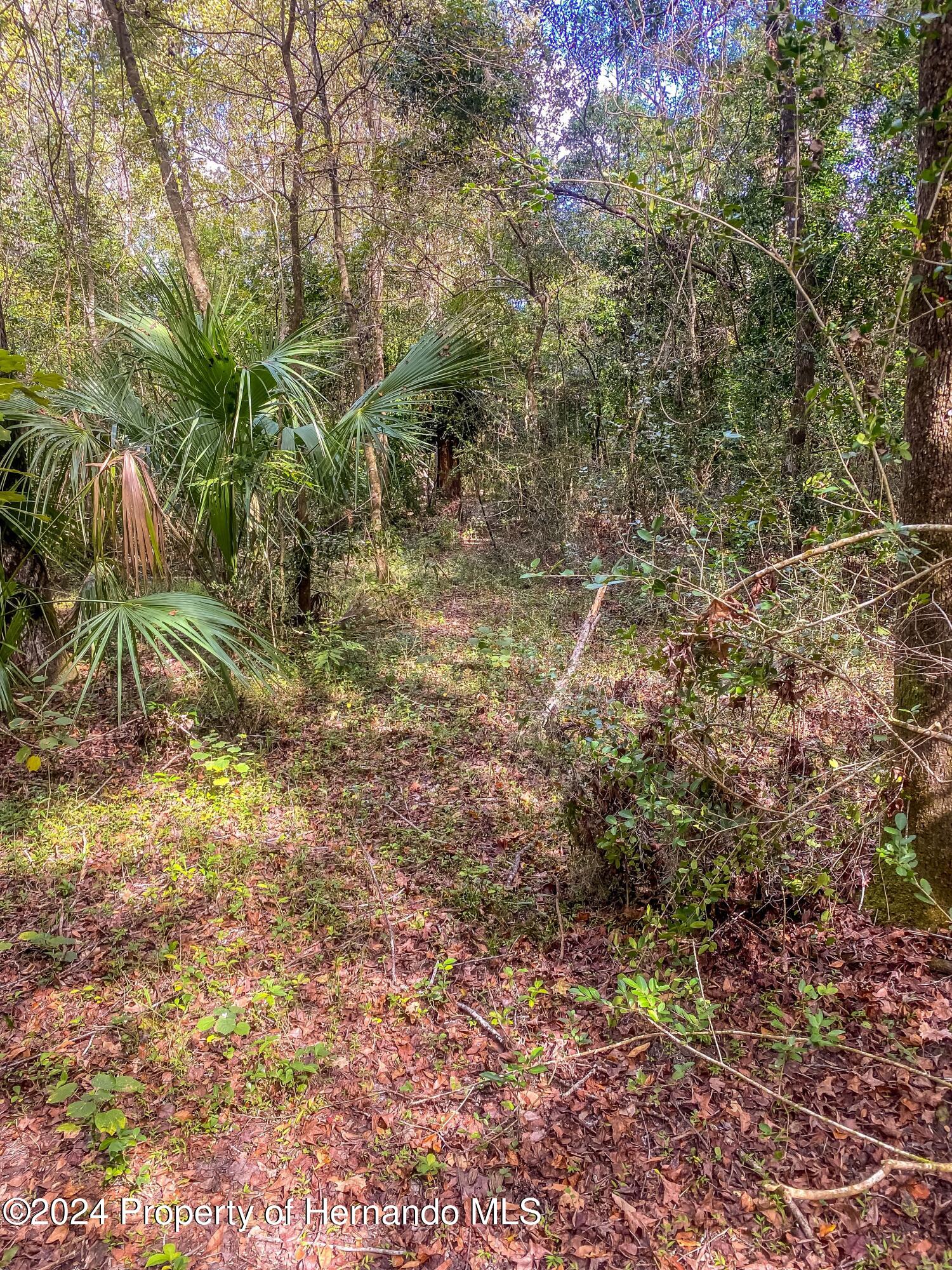 0 Citrus Way Brooksville, FL 34614 - Photo 2 of 19 a view of a yard with plants and large trees
