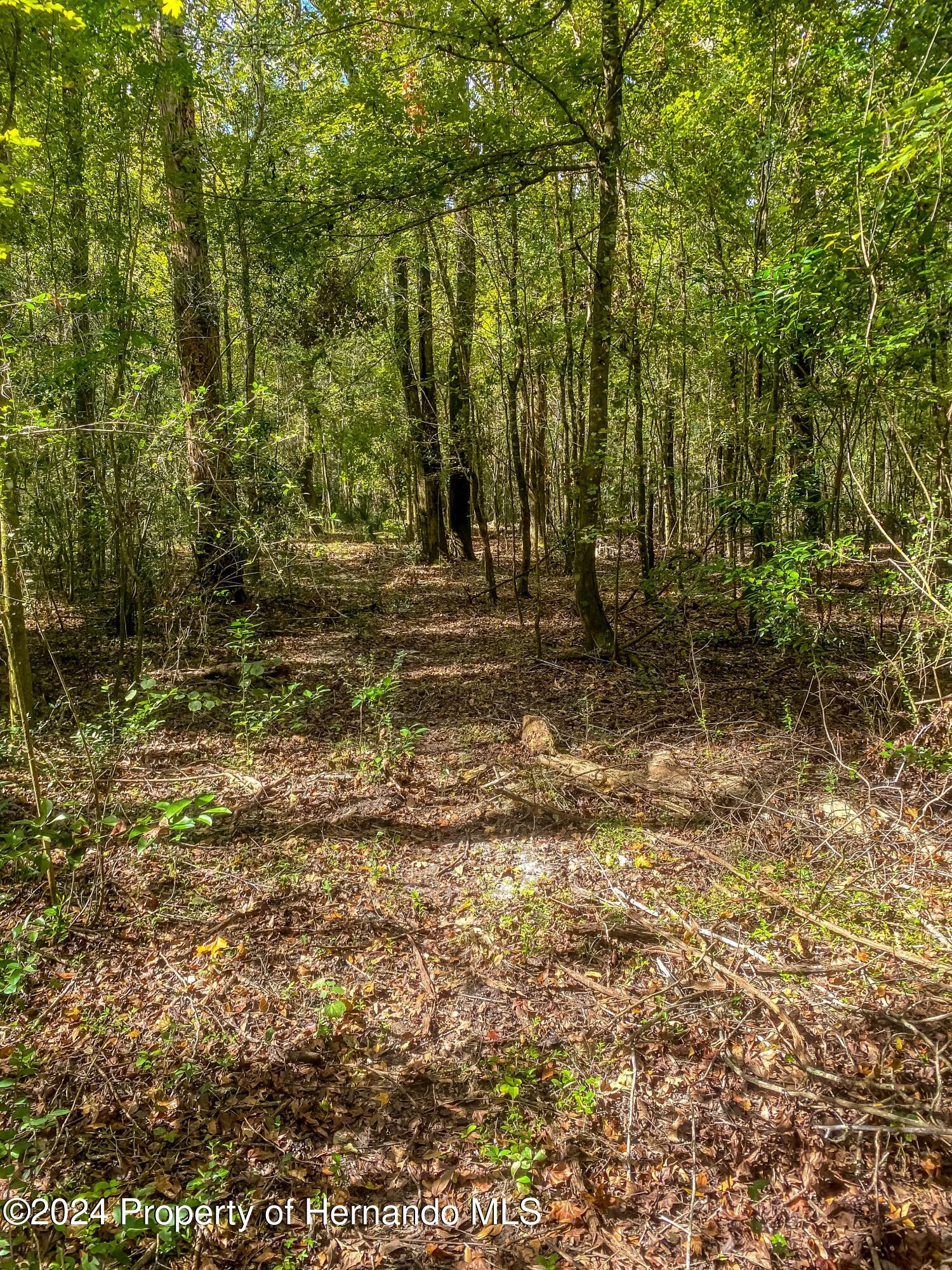 0 Citrus Way Brooksville, FL 34614 - Photo 3 of 19 a view of a yard with trees
