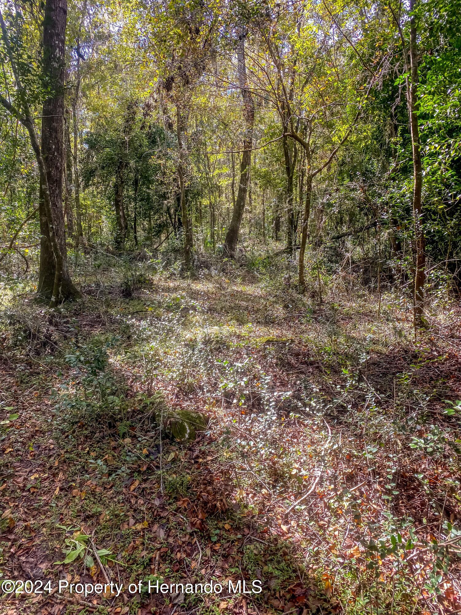 0 Citrus Way Brooksville, FL 34614 - Photo 4 of 19 a view of a forest with trees in the background