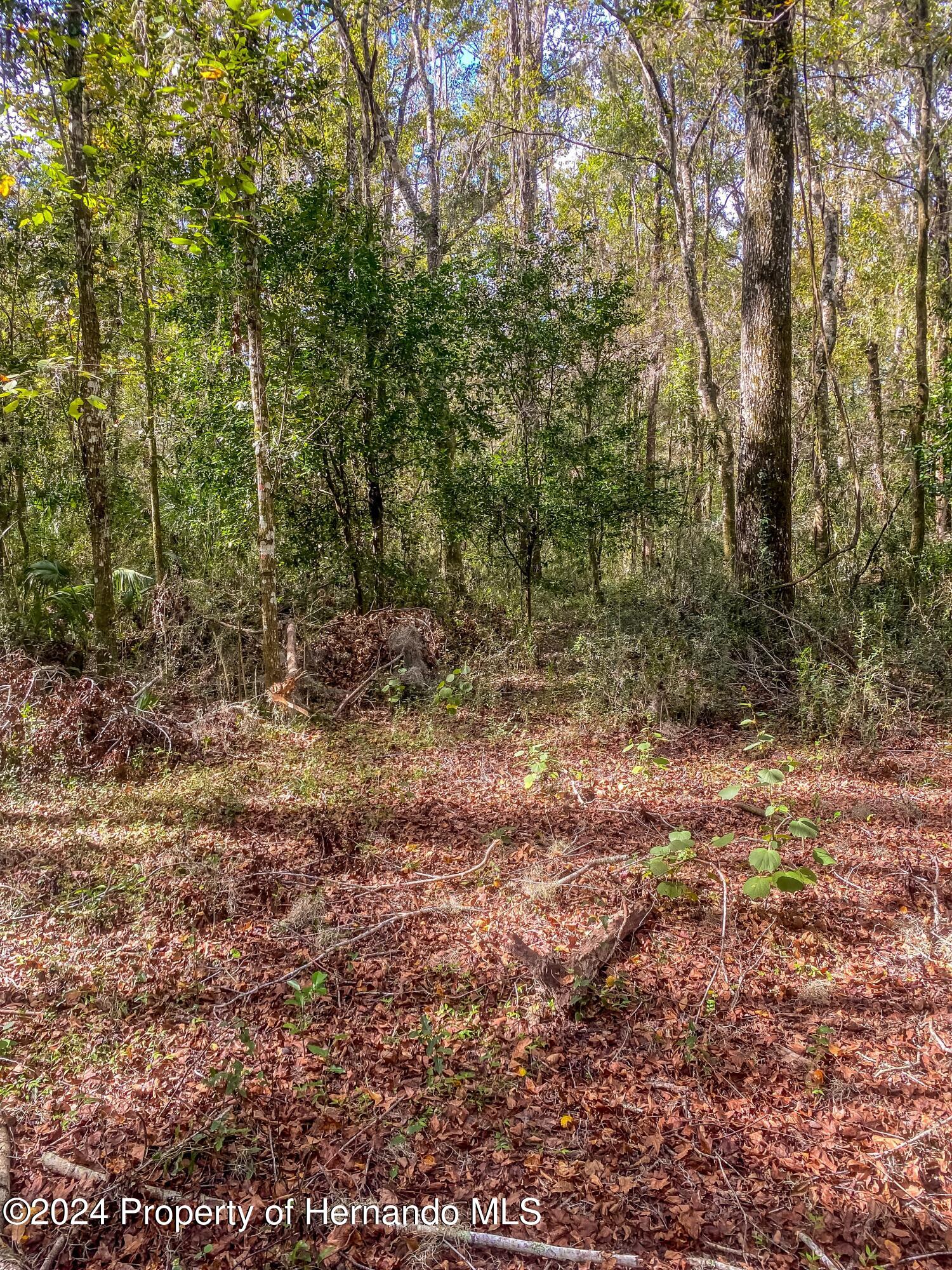 0 Citrus Way Brooksville, FL 34614 - Photo 5 of 19 a view of a yard with plants and large trees