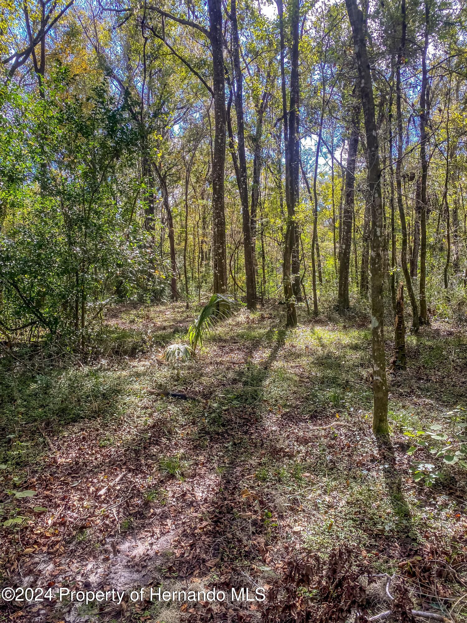 0 Citrus Way Brooksville, FL 34614 - Photo 6 of 19 a view of outdoor space with trees