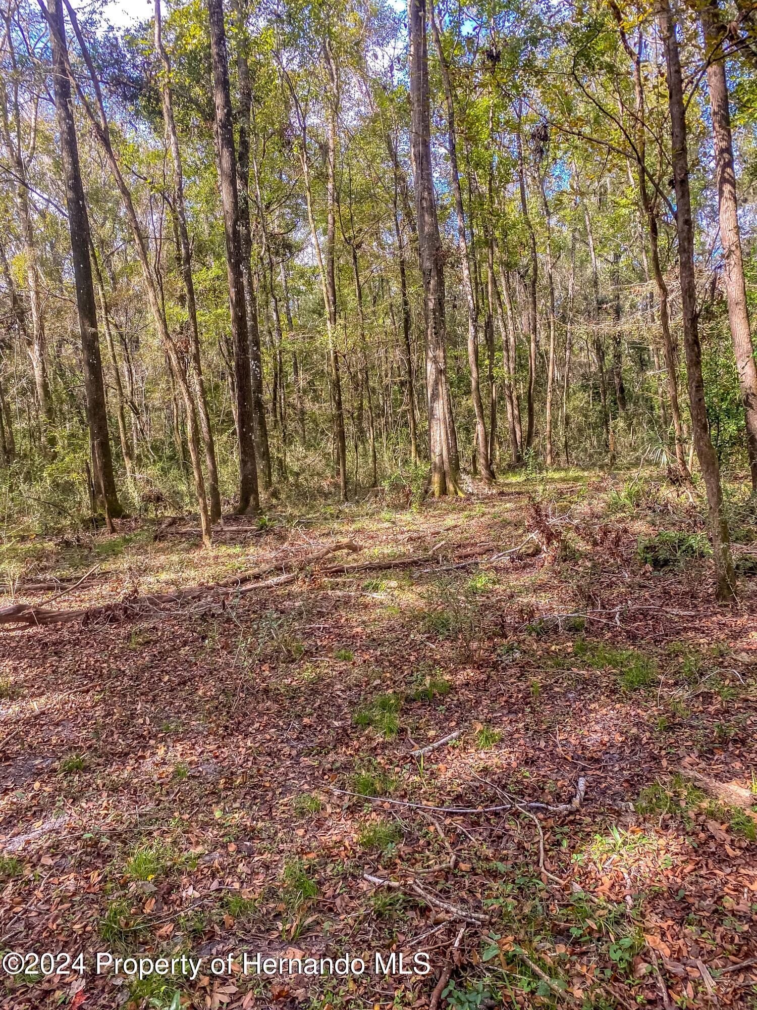 0 Citrus Way Brooksville, FL 34614 - Photo 7 of 19 a big yard with lots of green space