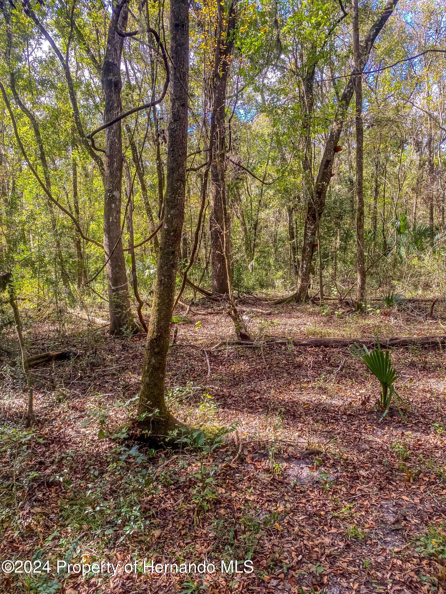 0 Citrus Way Brooksville, FL 34614 - Photo 8 of 19 a view of outdoor space with trees