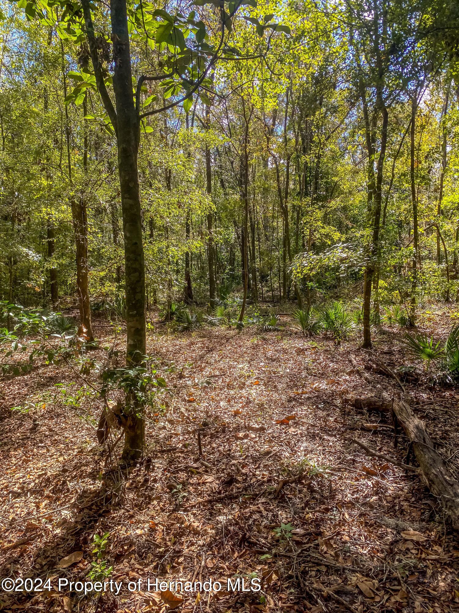 0 Citrus Way Brooksville, FL 34614 - Photo 10 of 19 a view of outdoor space and green space