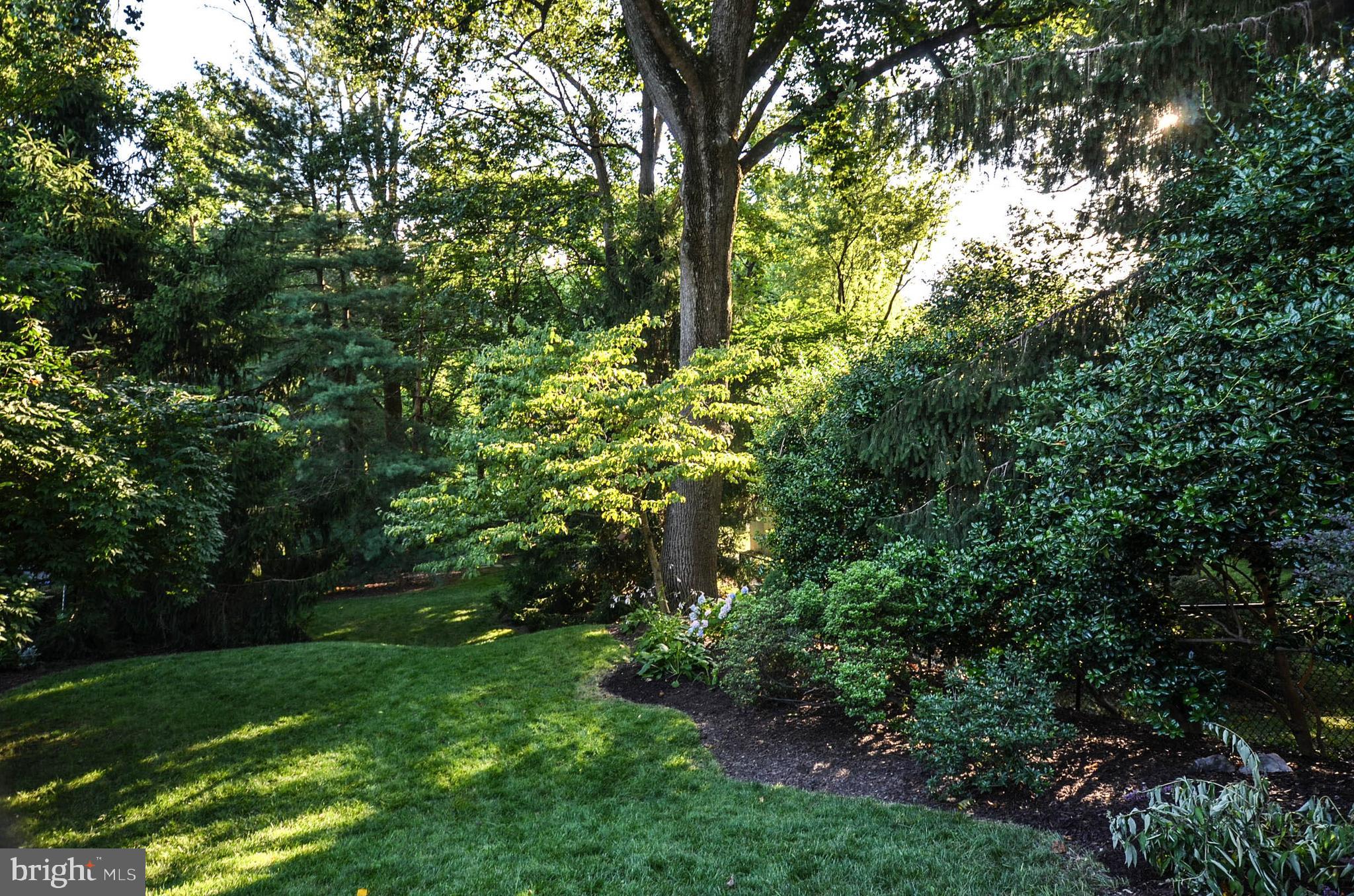 9912 Capitol View Avenue Silver Spring, MD 20910 - Photo 29 of 35 Red oak, tulip popular, white pine, dogwood...
