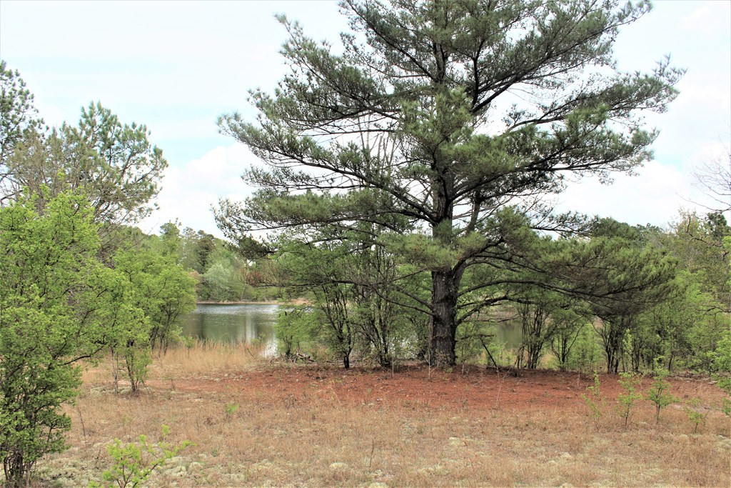 464 Webbs Pond Road Williston, SC 29853 - Photo 15 of 17