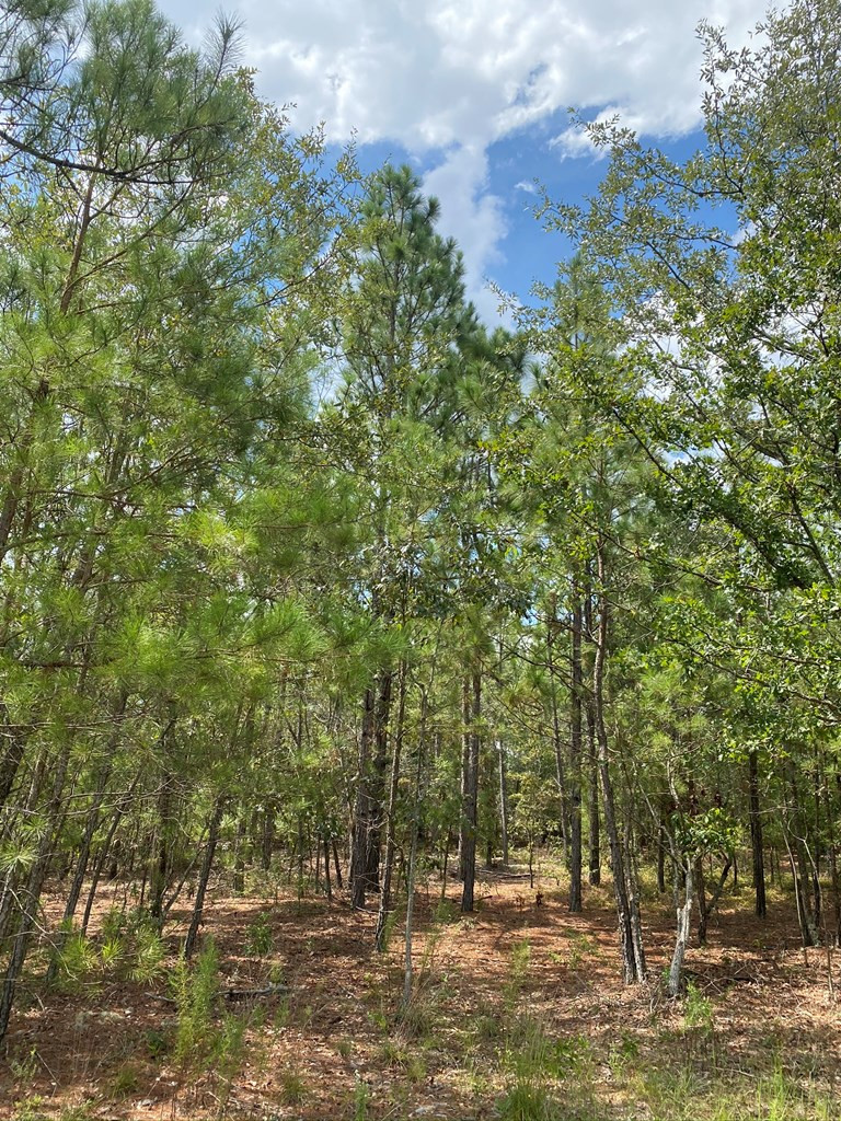 487 Pine Acres Road Windsor, SC 29856 - Photo 14 of 21