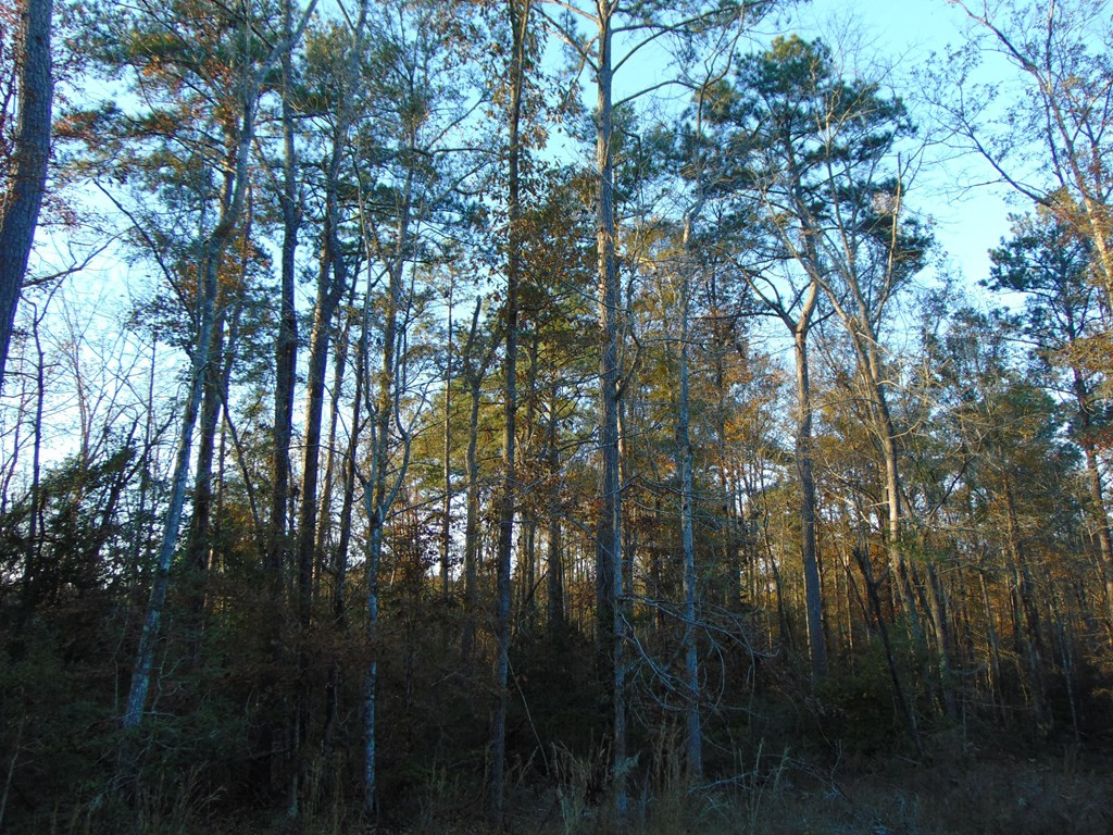 7055 King Road Wesson, MS 39191 - Photo 42 of 43 Photo 42