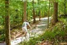 a view of a lush green forest with trees and some houses