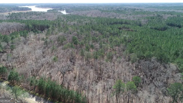 a view of a forest with lots of trees