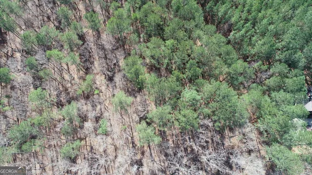 a view of a forest with a tree in a yard