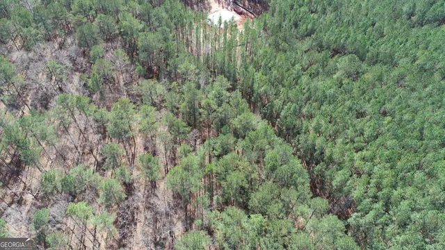 a view of a forest with lots of trees
