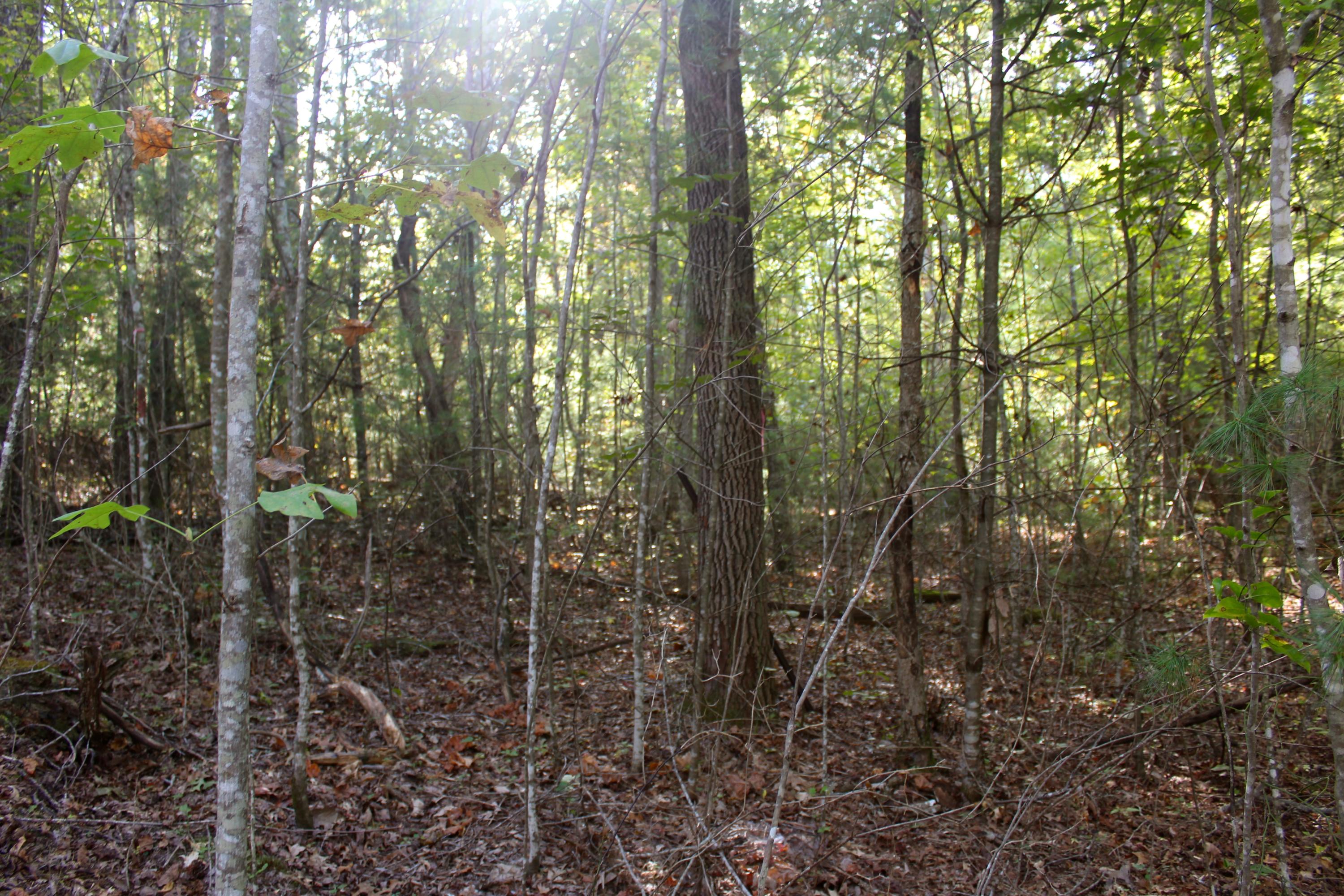 15.73-ac Shirley Road Allardt, TN 38504 - Photo 13 of 36 IMG_9118
