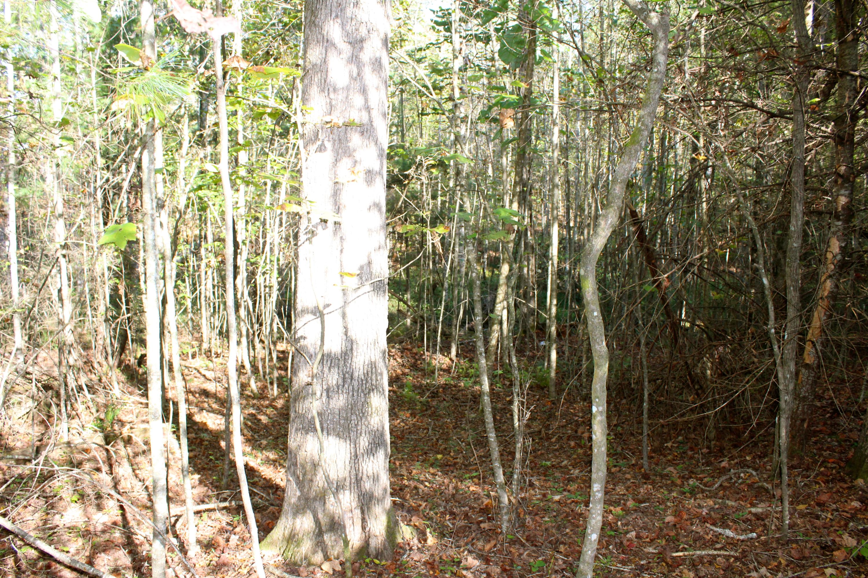 15.73-ac Shirley Road Allardt, TN 38504 - Photo 19 of 36 IMG_9126