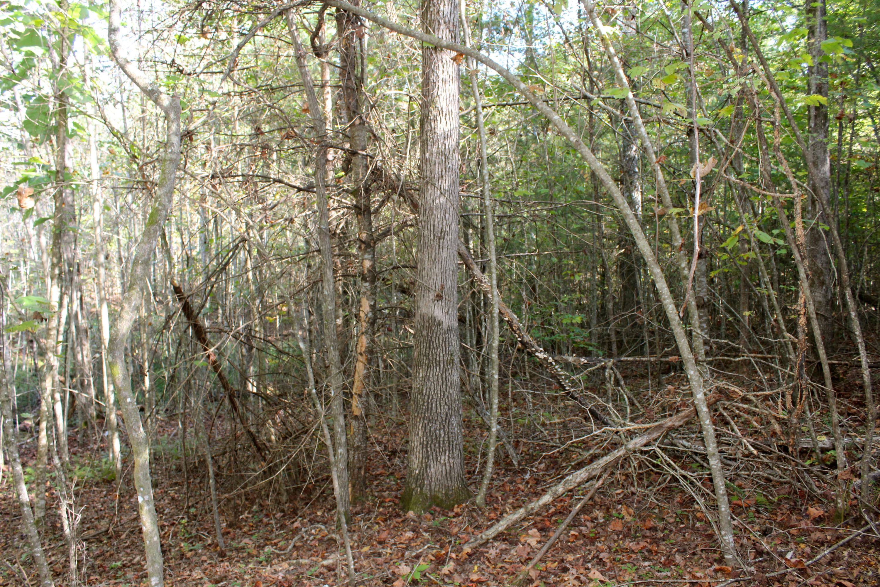 15.73-ac Shirley Road Allardt, TN 38504 - Photo 20 of 36 IMG_9127
