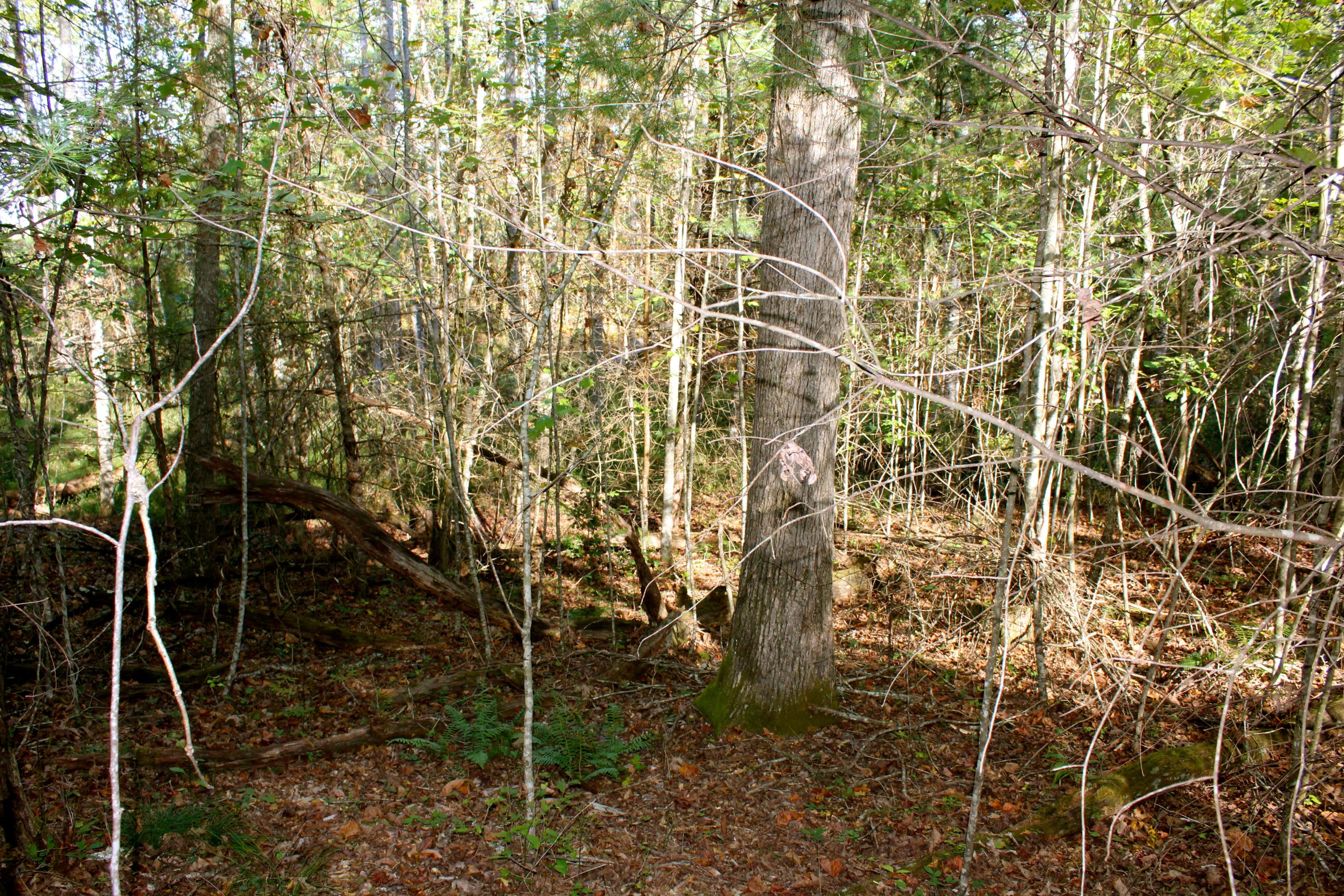 15.73-ac Shirley Road Allardt, TN 38504 - Photo 22 of 36 IMG_9129