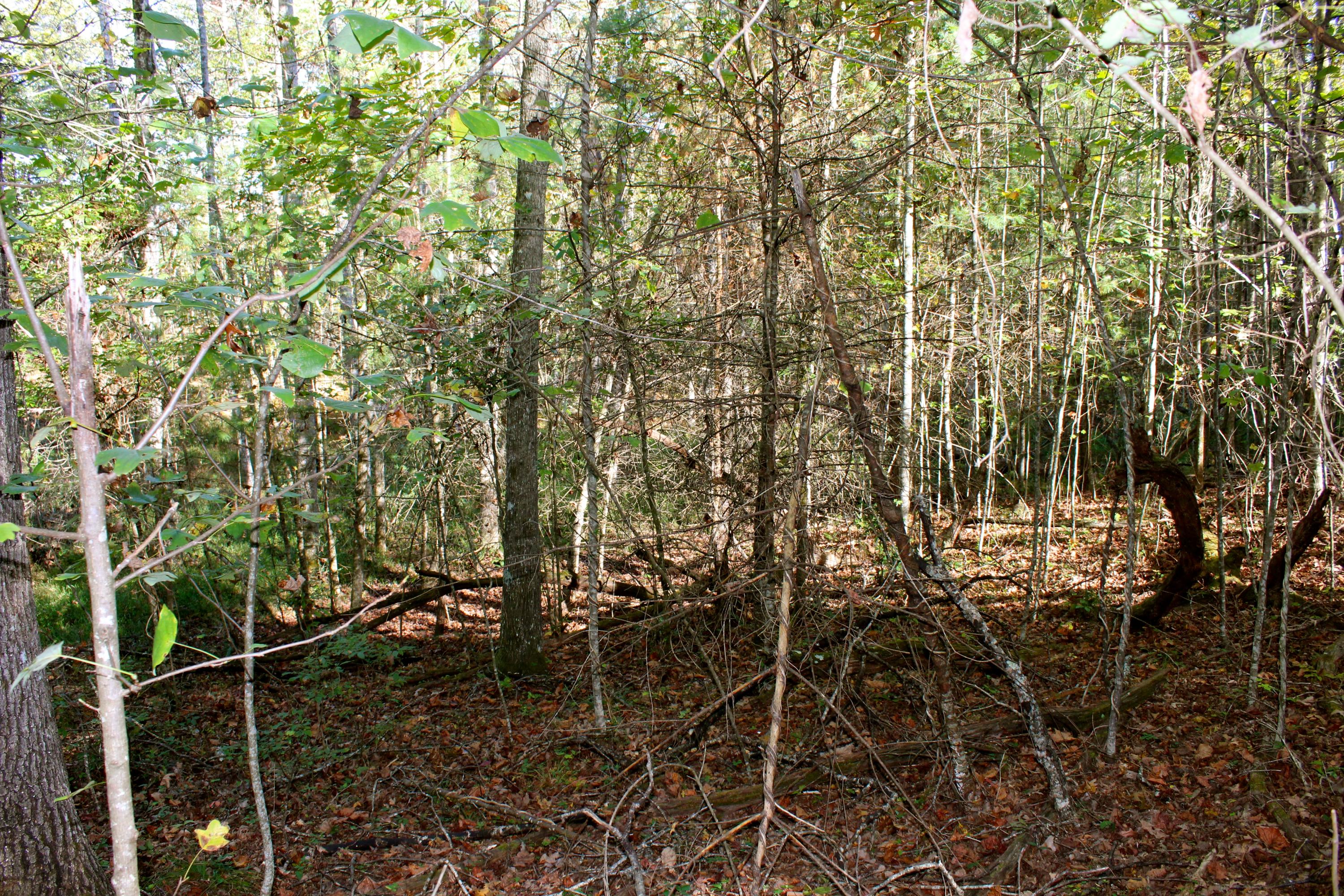15.73-ac Shirley Road Allardt, TN 38504 - Photo 23 of 36 IMG_9132