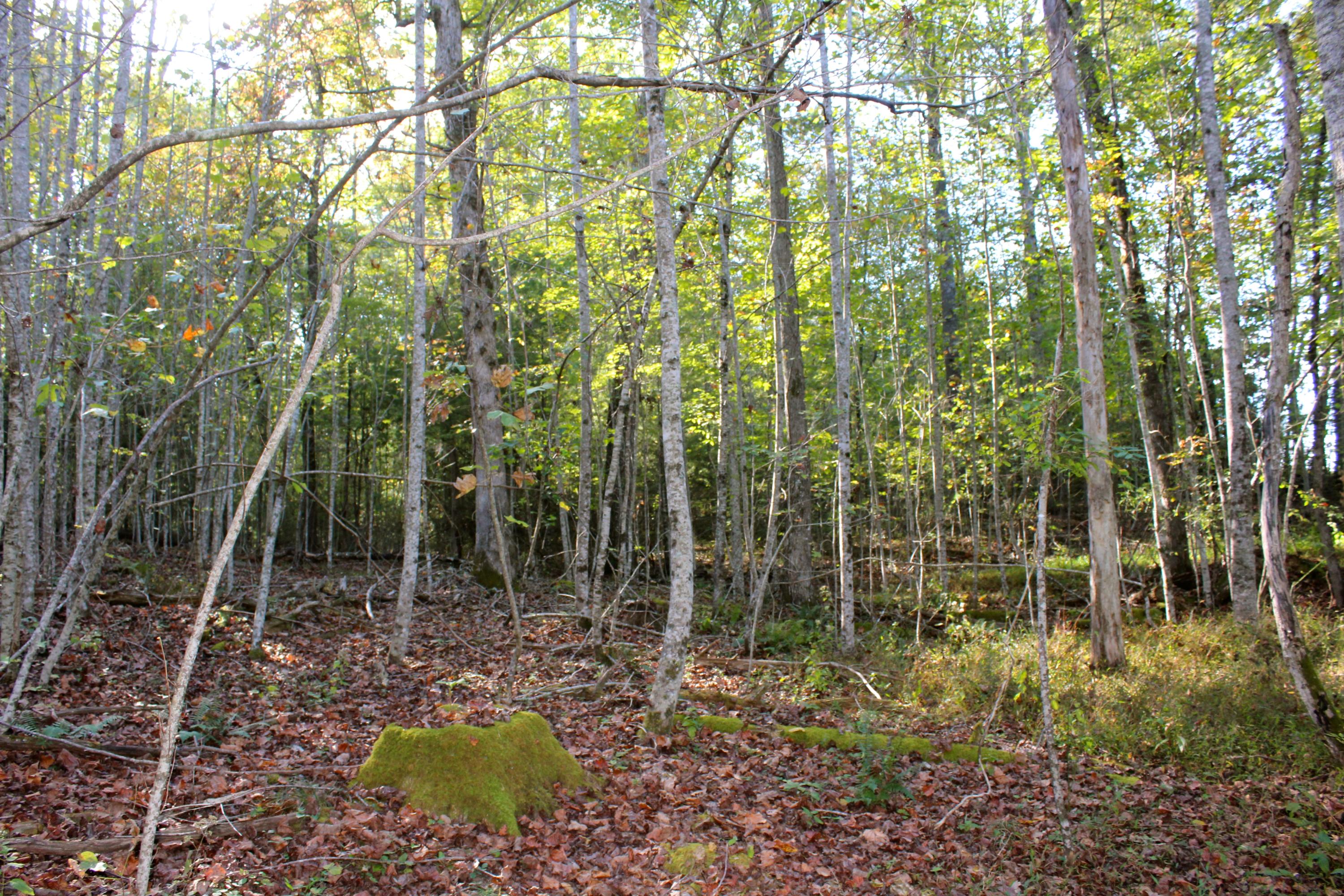 15.73-ac Shirley Road Allardt, TN 38504 - Photo 25 of 36 IMG_9135