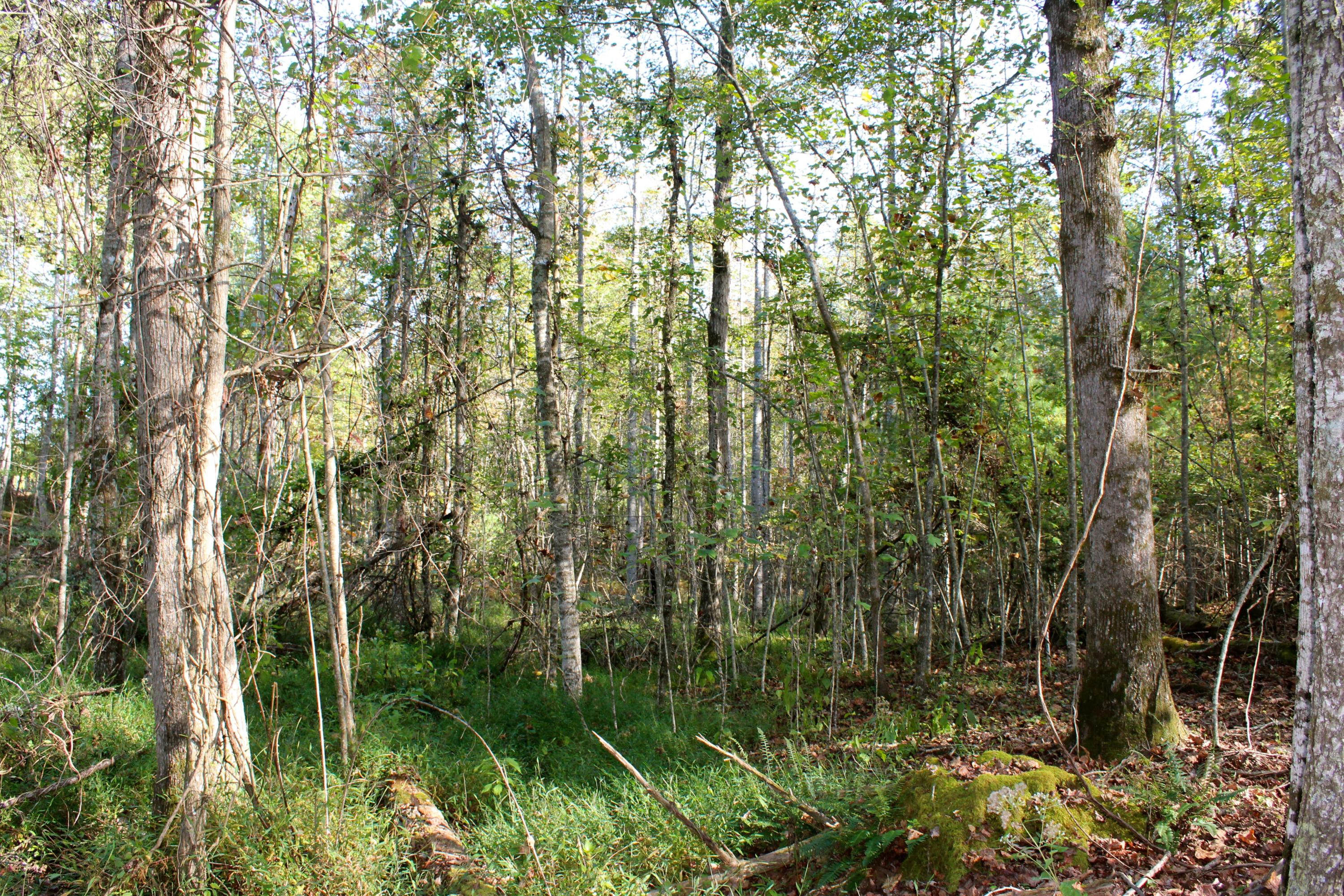 15.73-ac Shirley Road Allardt, TN 38504 - Photo 26 of 36 IMG_9136