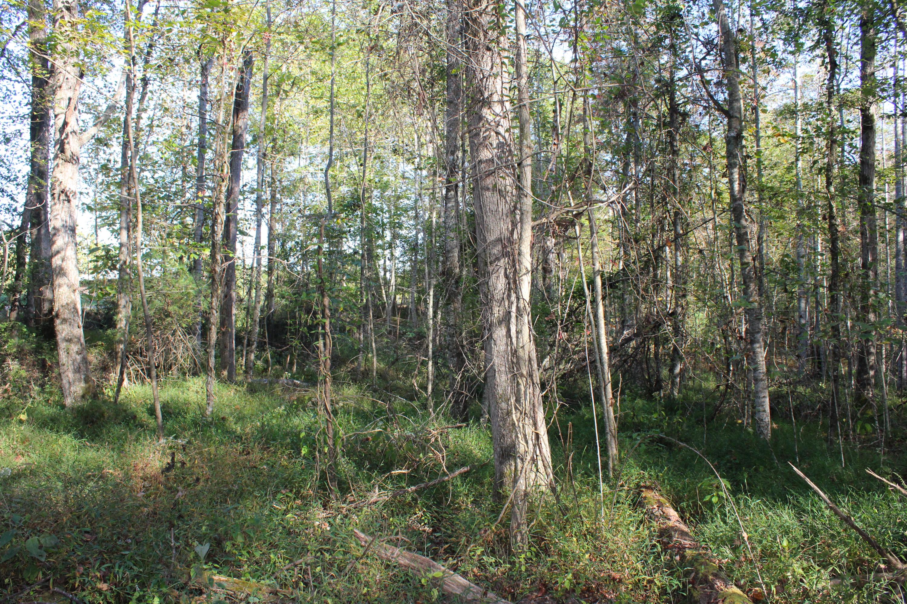 15.73-ac Shirley Road Allardt, TN 38504 - Photo 27 of 36 IMG_9137