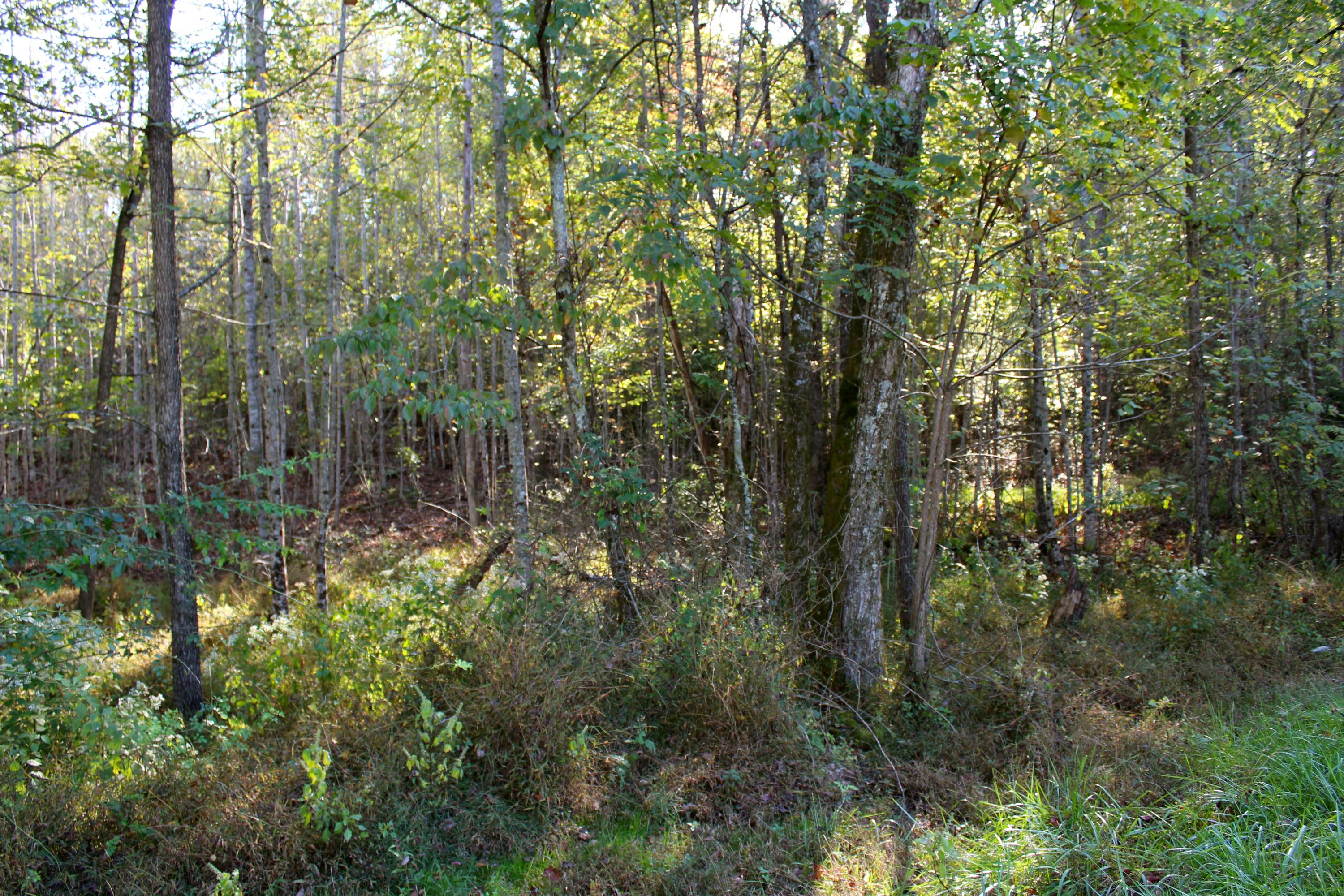15.73-ac Shirley Road Allardt, TN 38504 - Photo 28 of 36 IMG_9138